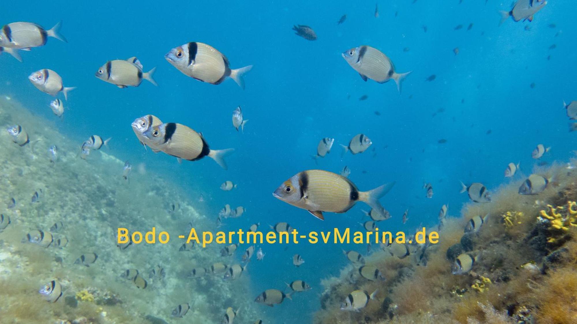 Bodo Apartment Labin  Dış mekan fotoğraf